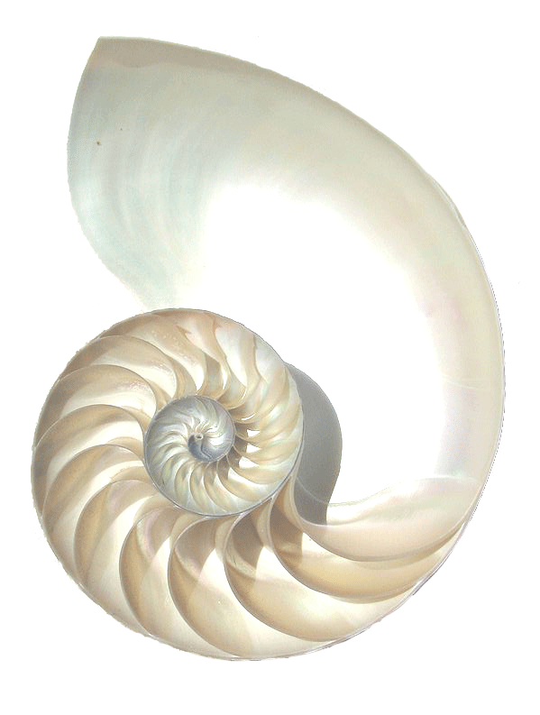 Nautilus Shell